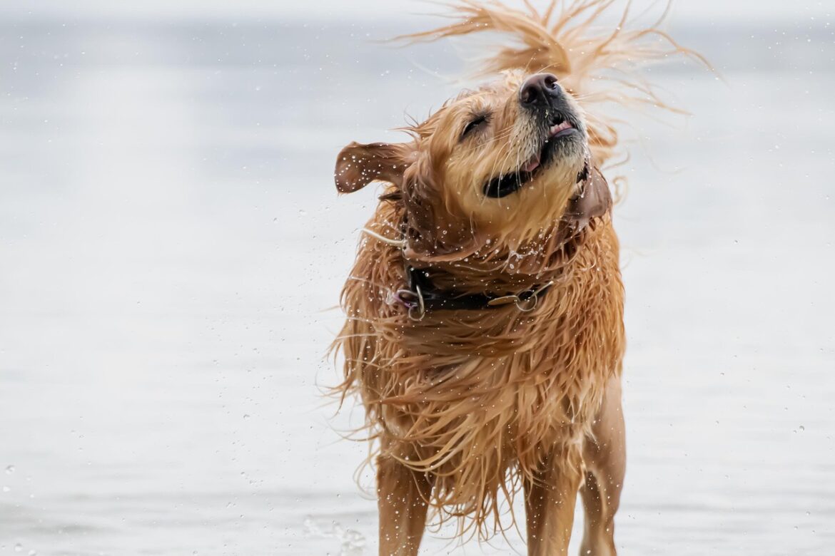 Beat the Heat: Essential Tips for Keeping Your Pets Safe and Happy in the Summer Sun