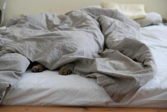 Blissful Pets