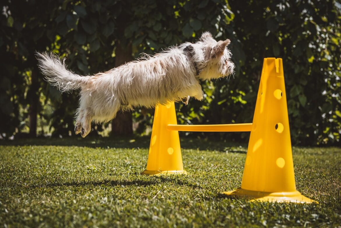 Mastering the Pack: Strategies for Training Multiple Dogs at Home