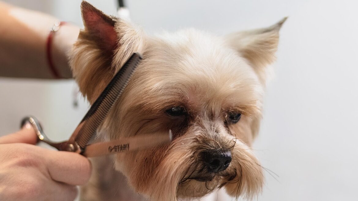 10 Essential Grooming Tips for Dogs at Home