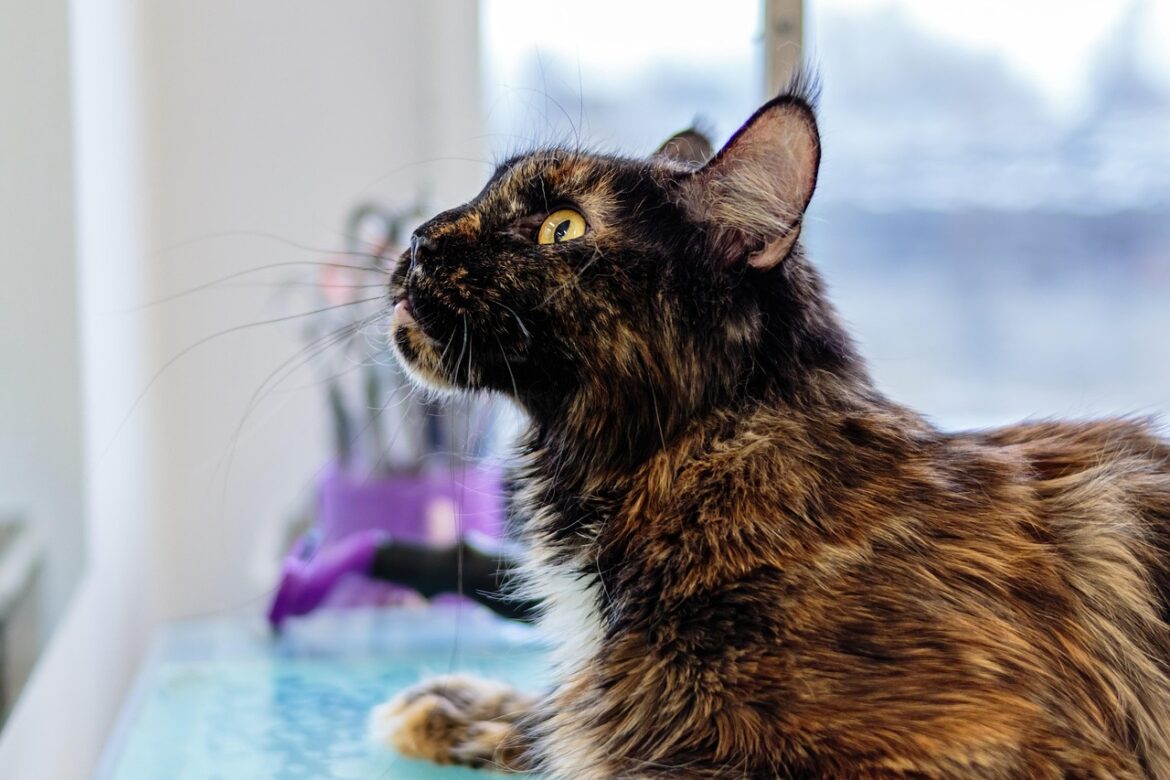 Essential Items for Building a Pet First Aid Kit